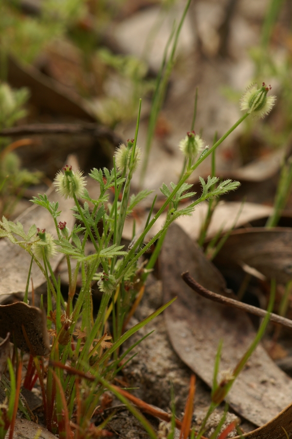 Daucus glochidiatus